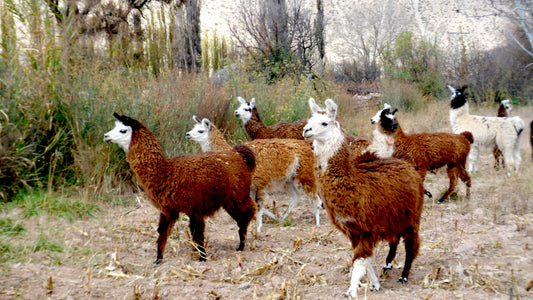 Domesticated Llamas in the Dry Forest of Argentina