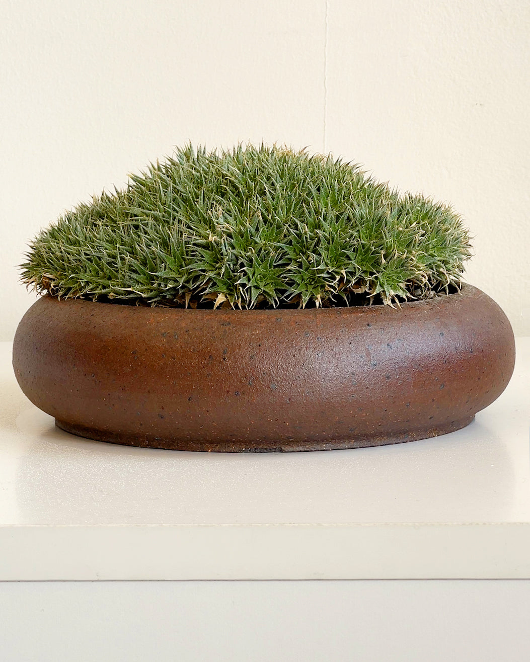 Brevifolia Mound in Handmade Ceramic Planter