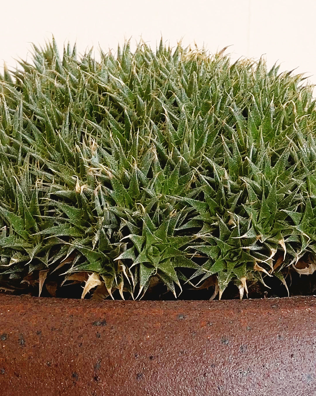 Brevifolia Mound in Handmade Ceramic Planter