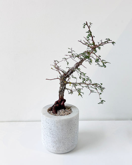 Elephant Tree in Handmade Ribbed Stone Pot