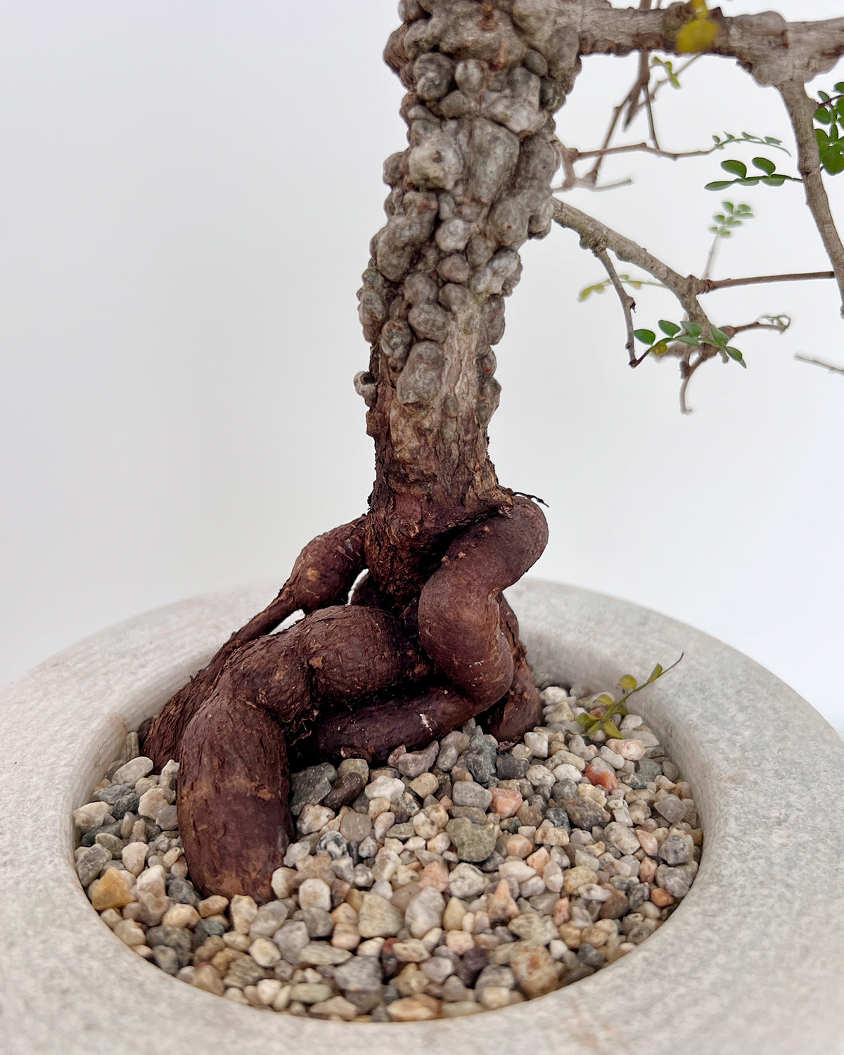 Elephant Tree in Handmade Ribbed Stone Pot