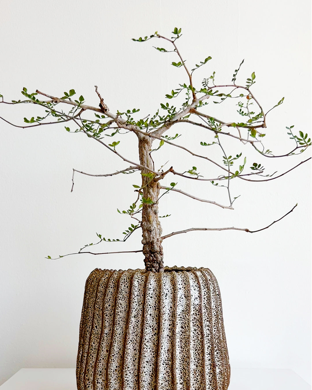 Elephant Tree in Handmade Wave Ceramic Pot