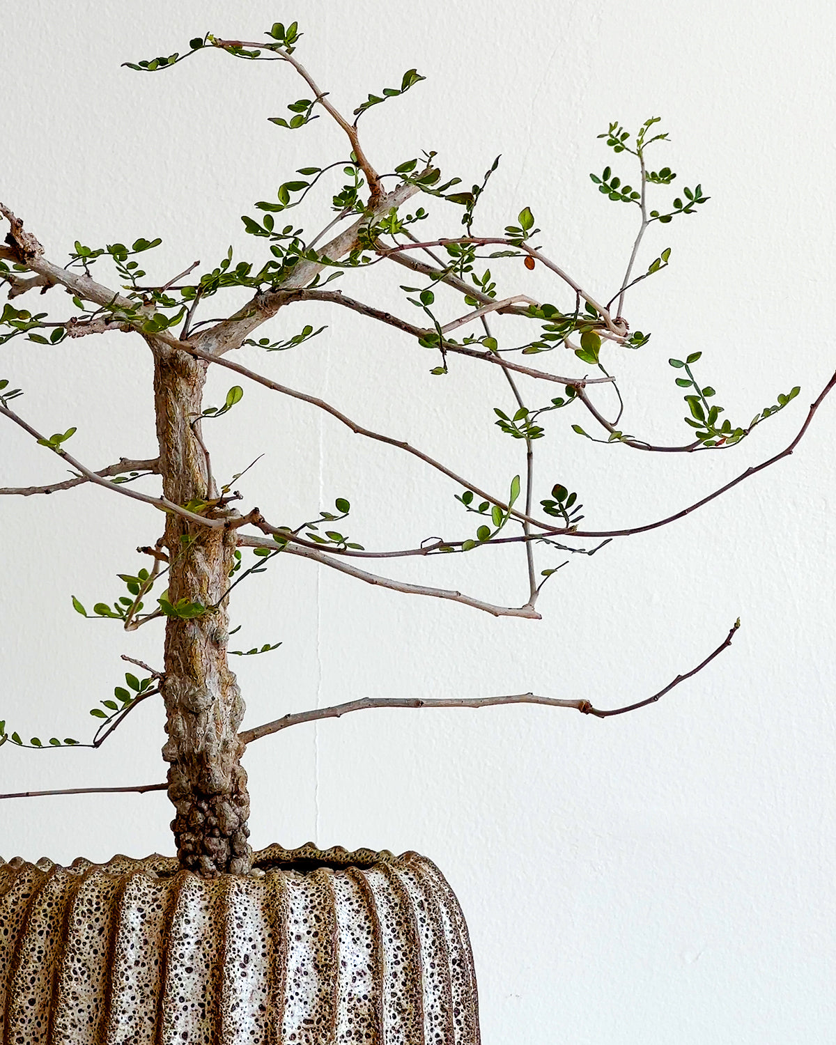 Elephant Tree in Handmade Wave Ceramic Pot