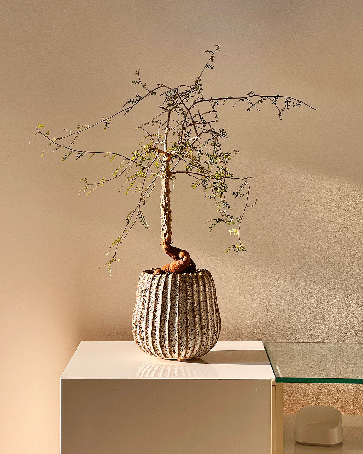 Elephant Tree in Handmade Wave Ceramic Pot