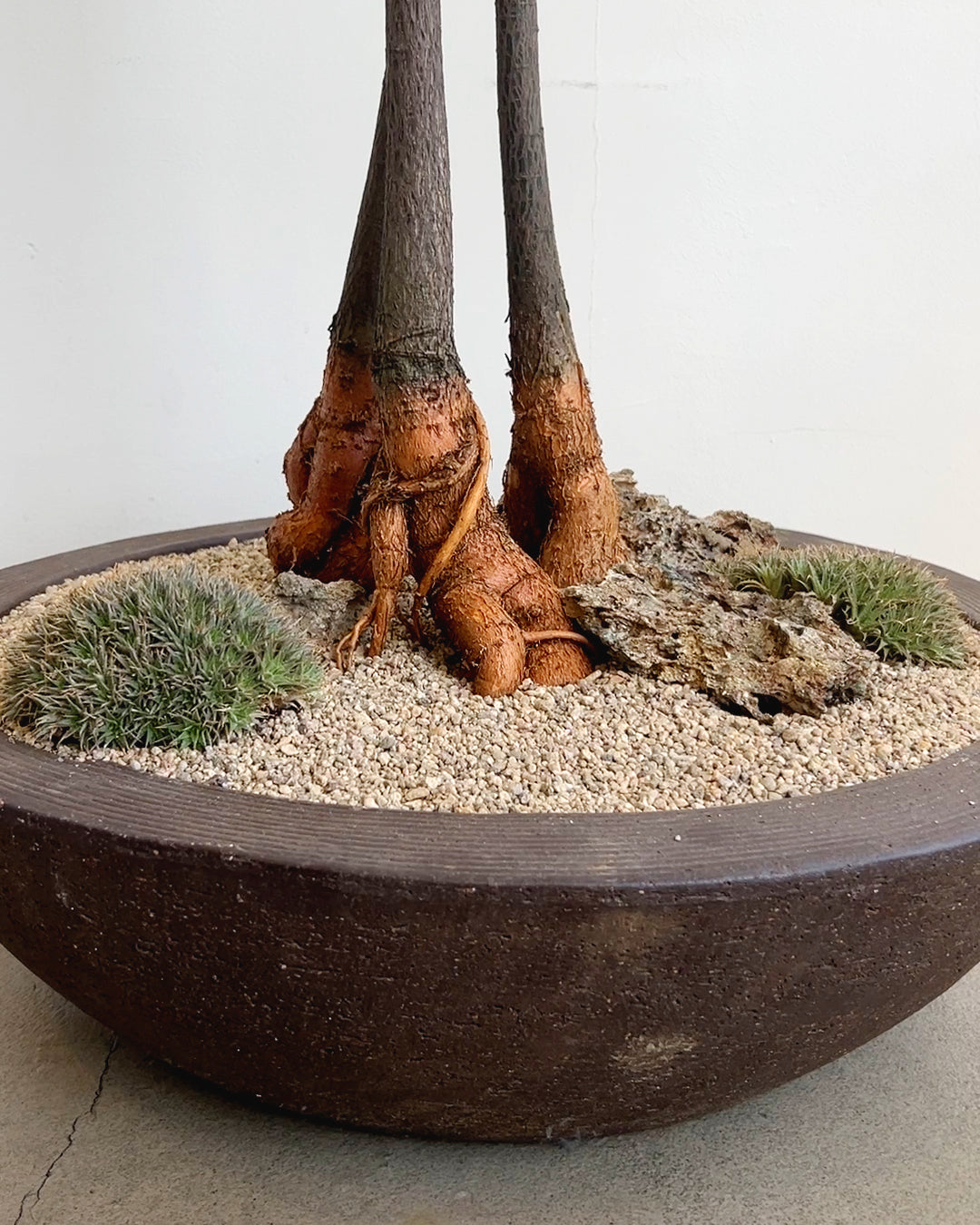 Triple Bottletree with Brevifolia Mounds in Handmade Pot