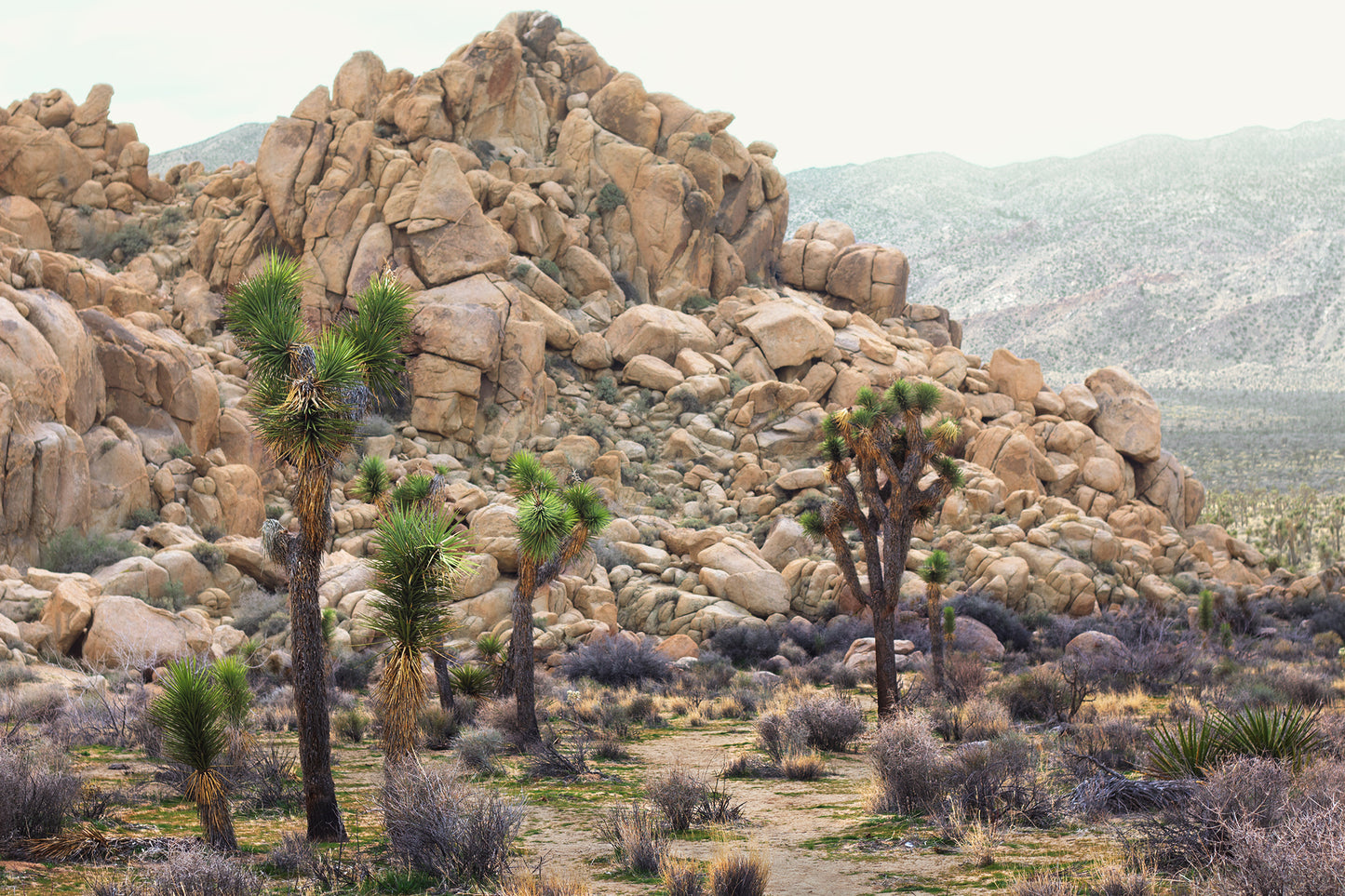 Joshua Tree Desert Landscape Framed Fine Art Photograph